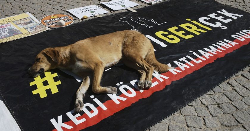 Tartışmalı sokak hayvanları kanunu TBMM'de kabul edildi.