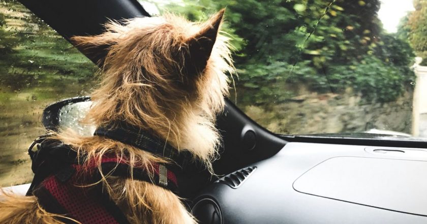 Ankara'da bir apartman yönetimi, sahibinin köpeğini zorla barınağa göndermeye çalışıyor.